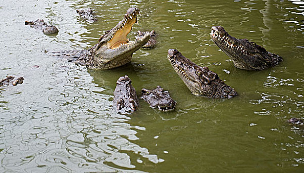 鳄鱼,争斗,水塘