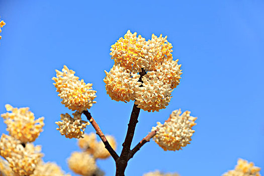 结香花