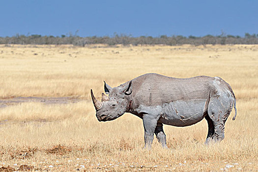黑犀牛,成年,雄性,站立,干草,埃托沙国家公园,纳米比亚,非洲