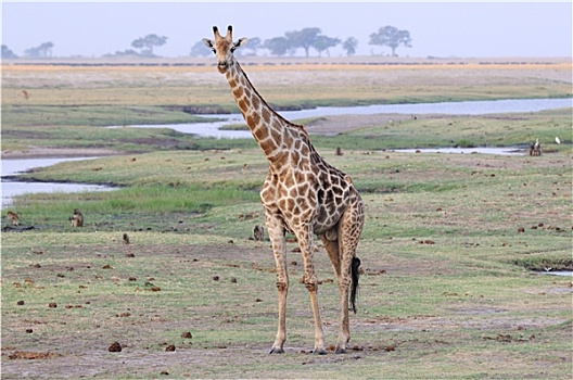 长颈鹿,博茨瓦纳