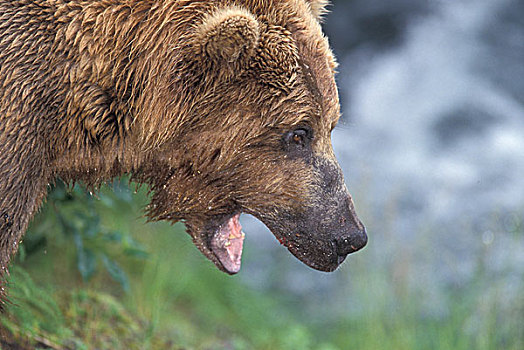 北美,美国,阿拉斯加,卡特迈国家公园,溪流,秋天,棕熊