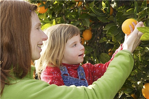 母亲,展示,女儿,橘树,丰收