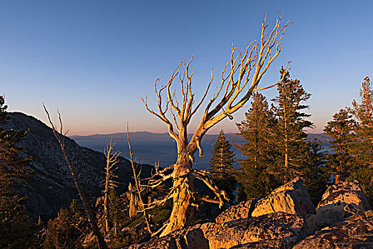 枯木,橙色,落日余晖,高处,太浩湖,加利福尼亚