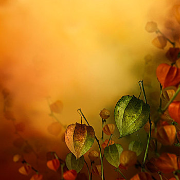 秋天,背景,灯笼,花