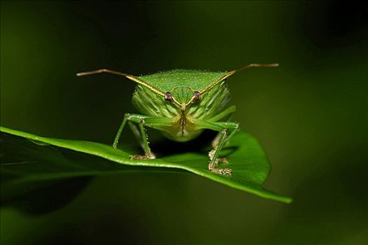 昆虫,蓬塔雷纳斯,哥斯达黎加,中美洲
