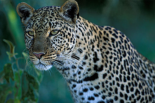 非洲,肯尼亚,马塞马拉野生动物保护区,成年,女性,豹,休息,荫凉,早晨