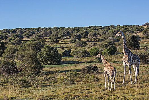 幼仔,长颈鹿,南非