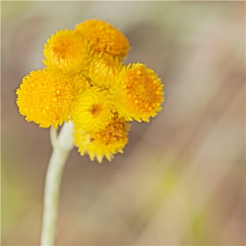 澳大利亚,春季野花,黄色