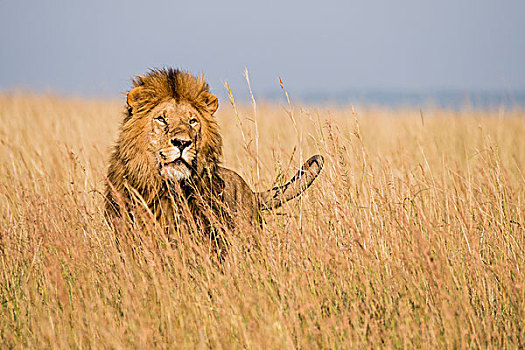 东非,肯尼亚,马赛马拉国家保护区,三角形,马拉河,盆地,雄性,狮子,草