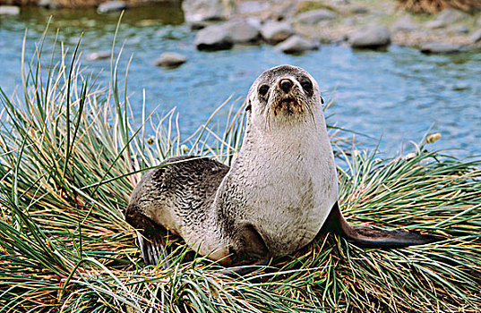 海狗,南极软毛海豹,毛海狮,岛屿,南乔治亚,头像,年轻,雄性动物