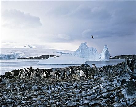 阿德利企鹅,极地,海洋,冰山,浮冰,南极