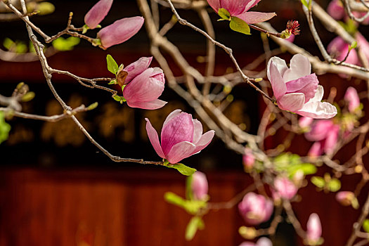 珠海北山杨家大院里的紫玉兰花