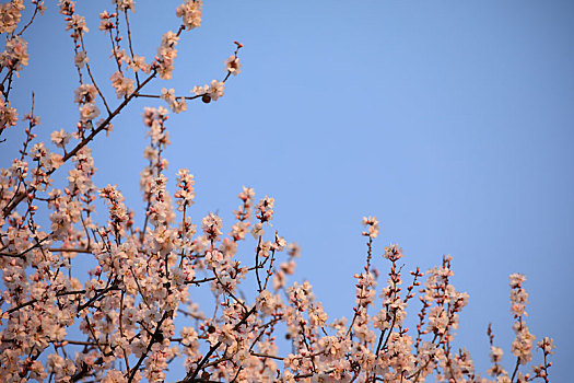 蓝天下的山桃花