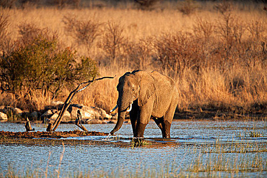 非洲,灌木,非洲象,站在水中,国家公园,比勒陀利亚,南非