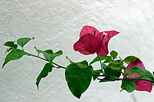 叶子花属,古巴,北美