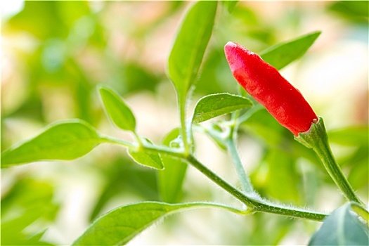 红辣椒,植物