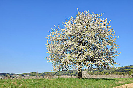 樱桃树,花,草地,春天,巴登符腾堡,黑森林,黑森林地区,德国