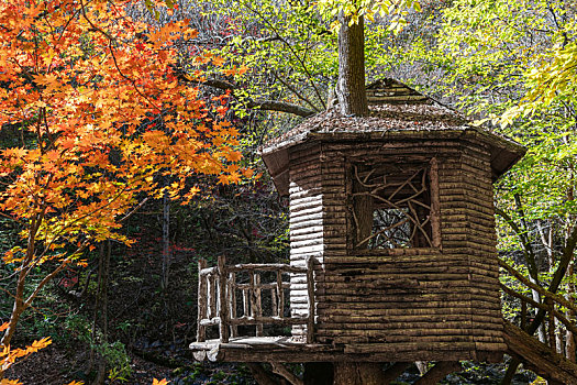秋季山林木屋
