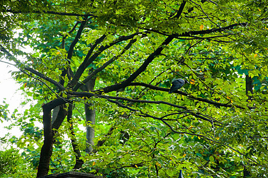 日本东京,上野恩赐公园,东京艺术大学,翠绿的树梢上乌鸦