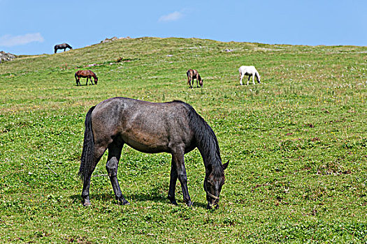 马,草场,联邦,施蒂里亚,奥地利,欧洲