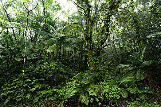 绿色,丛林,场景,雨林,加勒比岛屿,波多黎各