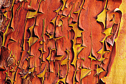 树,树皮,图案,不列颠哥伦比亚省,加拿大