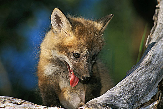 红色,狐狸,狐属,头像,幼兽,舌头,室外