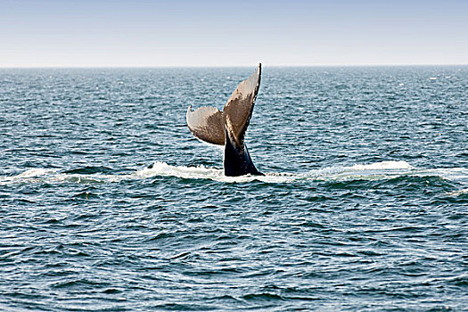 驼背鲸,鲸尾叶突,大翅鲸属,鲸鱼,大马南岛,芬地湾,新布兰斯维克,加拿大