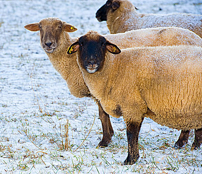 绵羊,雪中