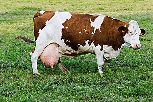 奶牛,侧面视角