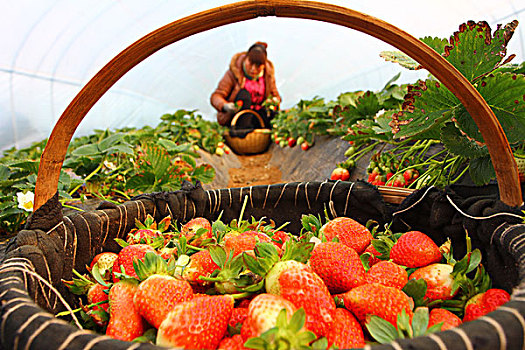 大棚草莓收获