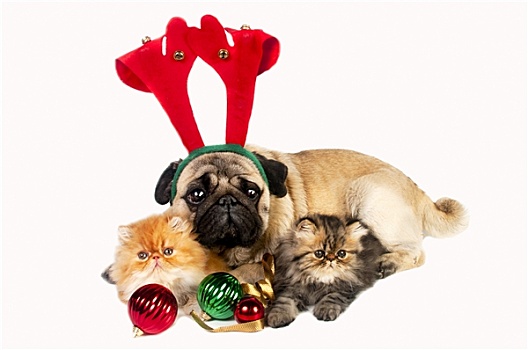圣诞节,狗,小猫