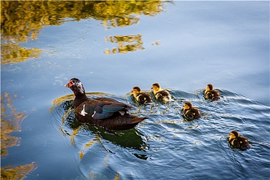 鸭子,婴儿,小鸭子,水,分开,克罗地亚