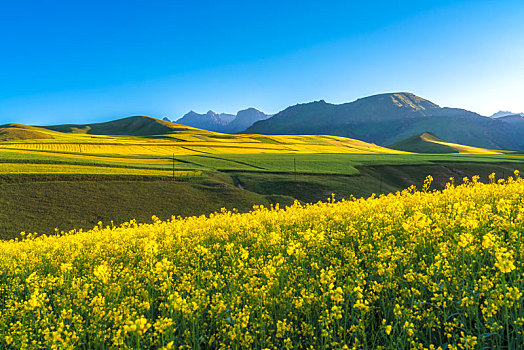 青海海北祁连县卓尔山景区油菜花海风光