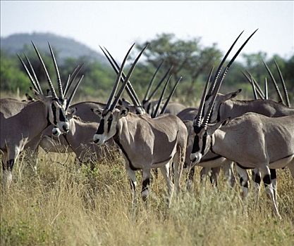 牧群,长角羚羊,萨布鲁国家公园,北方,肯尼亚,独特,标记,长,笔直,犄角,羚羊,分开,动物,干燥,区域,草