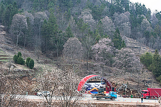 中国大别山,金寨,望春谷玉兰花盛开