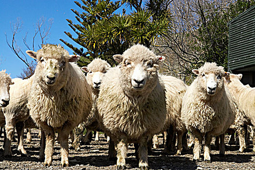 绵羊,农场,马尔伯勒,南岛,新西兰