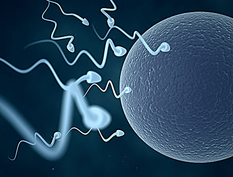 人,精子,细胞,卵
