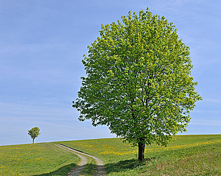 酸橙树,北莱茵-威斯特伐利亚,德国