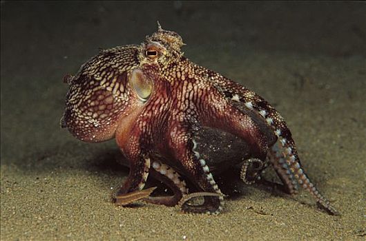 章鱼,驰骋,仰视,五个,脚,深,巴布亚新几内亚