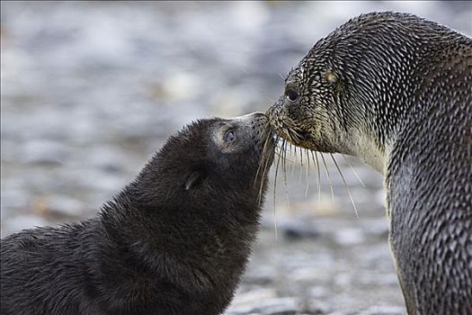 南极软毛海豹,毛海狮,雌性,接触,鼻子,1-2岁,星期,老,幼仔,索尔兹伯里平原,南乔治亚