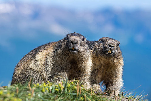 两个,土拨鼠,旱獭,上陶恩山国家公园,卡林西亚,奥地利,欧洲