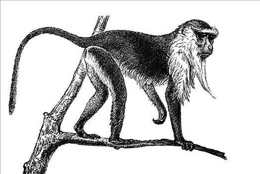 木刻,猴子,长尾猴属