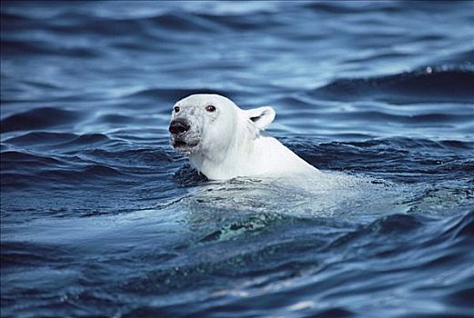 北极熊,游泳,巴芬岛,加拿大