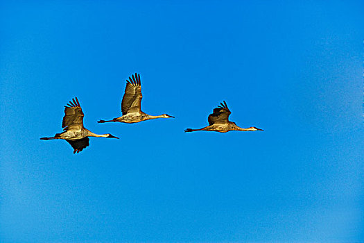 沙丘鹤,飞行,博斯克德尔阿帕奇,新墨西哥
