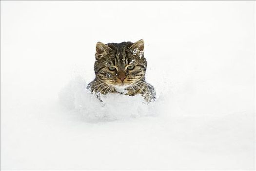 家猫,大雪,德国
