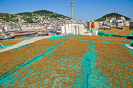 夏天嵊山岛上晒贻贝