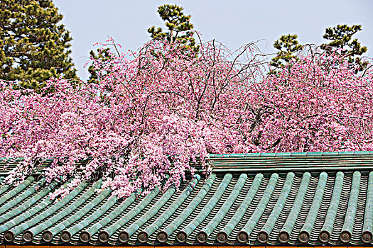 樱花,风景,房顶,走廊,京都,日本