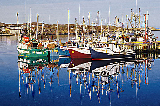 船,港口,鹅,小湾,纽芬兰,加拿大