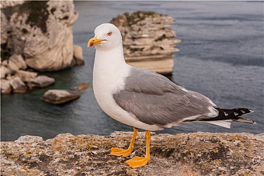 海鸥,悬崖,靠近,博尼法乔,老城,海上,科西嘉岛,法国